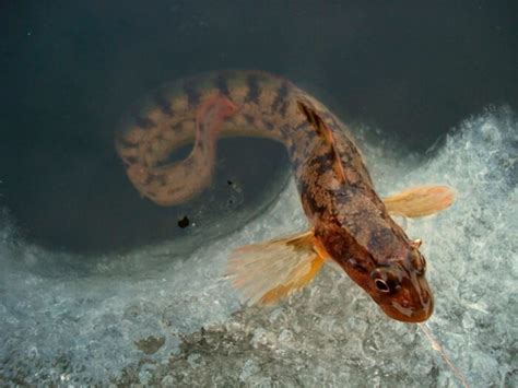 Бельдюга: фото рыбы, рецепты, польза и вред