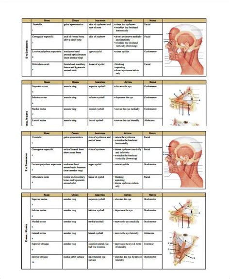 Full Body Muscular Diagram Pdf Impaired Skeletal Muscle Mitochondrial