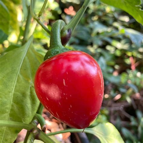 Pimiento Pimento Pepper Seeds Tyler Farms