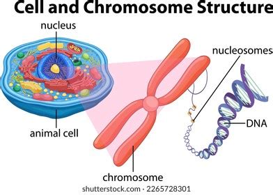 Animal Cell Anatomy Structure Diagram Illustration Stock Vector ...