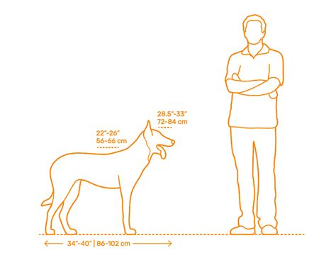 Belgian Malinois Dimensions & Drawings | Dimensions.Guide