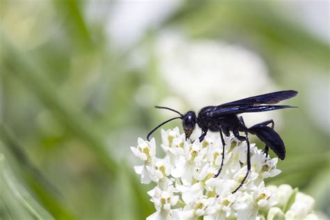 Guêpe noire : tout ce qu'il faut savoir sur cet insecte - Guidenuisibles.com