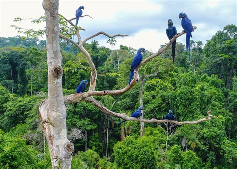 hope   brazilian amazon rainforest trust
