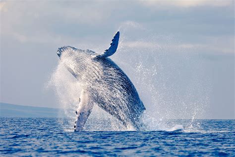 5 Best Places For Whale Watching In California