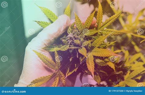 供销售的大麻 医用大麻与世界大麻合法化 库存照片 图片 包括有 医学 加纳 大麻 合法化 自然 179137330