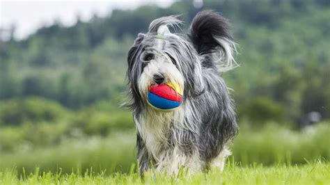 Steckbrief Bearded Collie