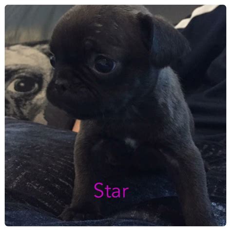 Frug (Pug x French bulldog) Puppy | in Aberdeen | Gumtree