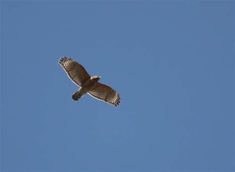 Bill Hubick Photography - Red-shouldered Hawk (Buteo lineatus)