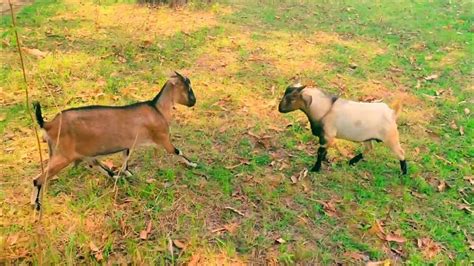 Amazing Goat Meeting First Time At Village Full Hd Videogoat Meeting