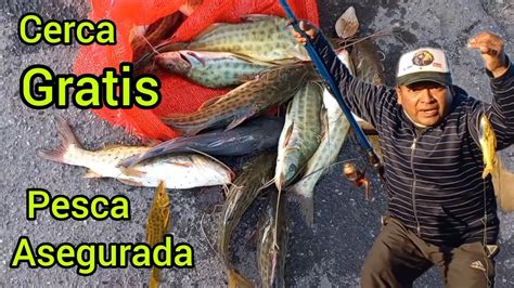 Exlente Pesca Un Pique Tras Otro Y Mucha Liberaci N Amigos En La