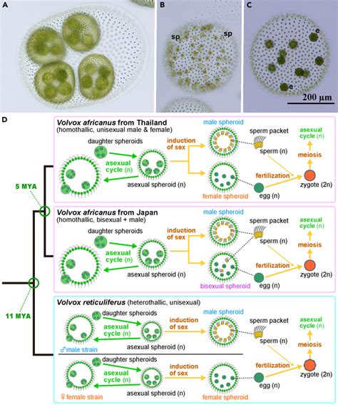 Expanded Male Sex Determining Region Conserved During The Evolution Of Homothallism In The Green