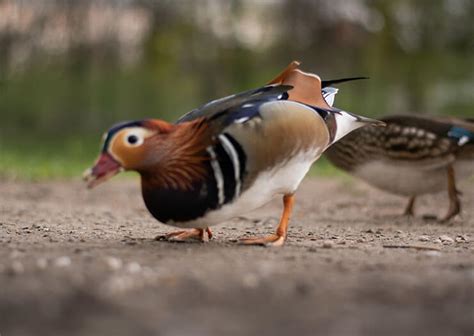 The Mandarin Duck - The Beautifully Colored Asian Duck