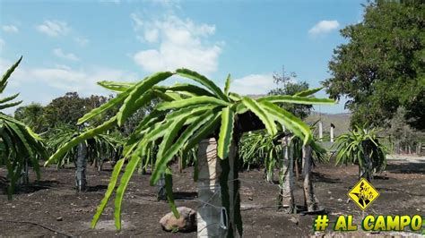 Huerta de FRUTA DEL DRAGÓN Sistema intensivo 8 mil plantas por