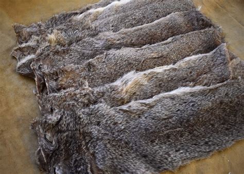 Vintage 1920s African Hyrax Pelt Skin Fur Hide Taxidermy Etsy