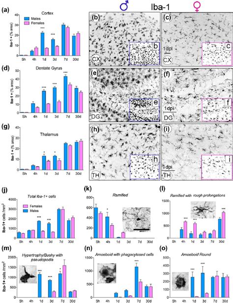 Fig Ure 2 Sex Dependent Differences In Microgliamacrophage Morphology