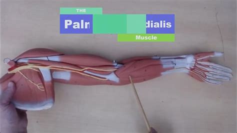 CMC ARM Muscle Review for Practical Exam ANATOMY - YouTube
