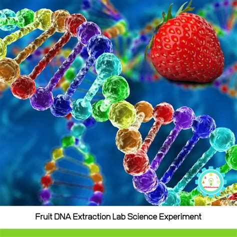 Extracting Dna From Strawberries Pdf