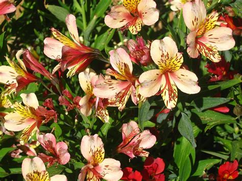 Flores De Astrom Lias