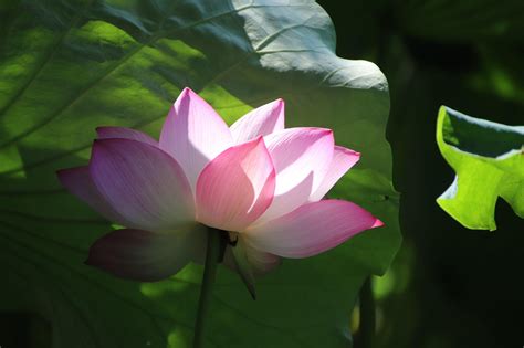 lotus flower bloom  william howerton blog