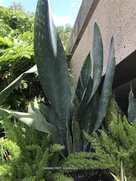 Photo Of The Entire Plant Of Whale Fin Snake Plant Dracaena Masoniana