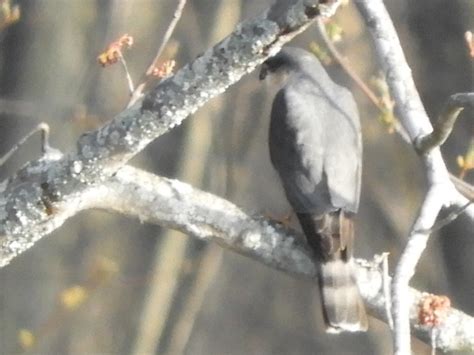 Sharp Shinned Hawk From Lanark County On Canada On April At