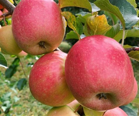 Places For The Best Apple Picking Near Me Fruit Picking