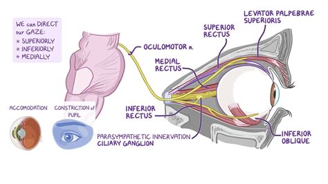 Imaging Of Cranial Nerves A Pictorial Overview Insights Off