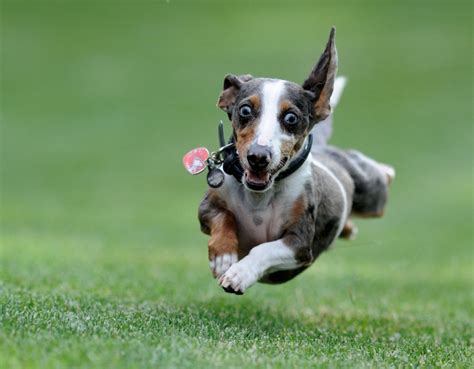 Excited Dog Ready For His Walk