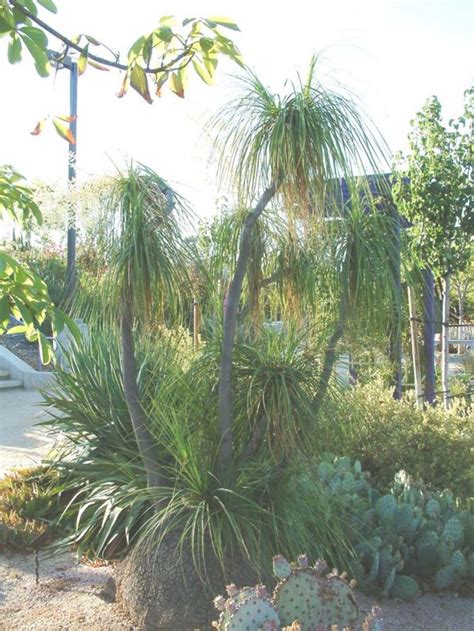 Beaucarnea recurvata