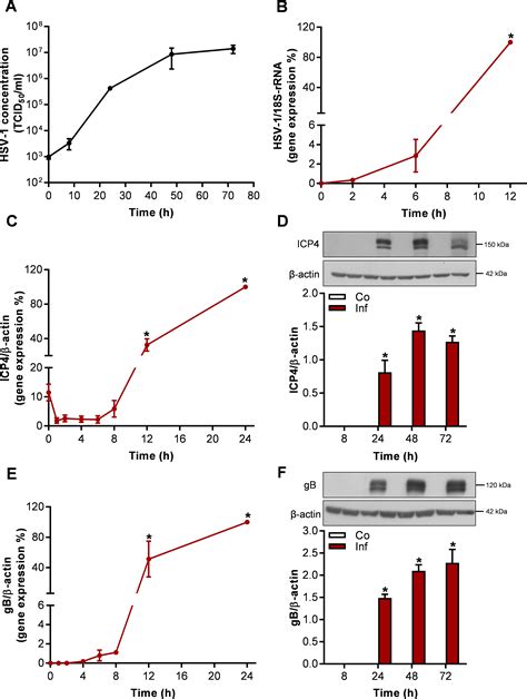 Ampk Protects Endothelial Cells Against Hsv 1 Replication Via