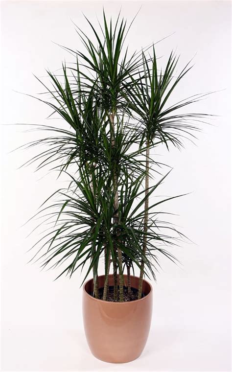 Dracaena Plant Care - How to Grow Dracaena Plants | Apartment Therapy