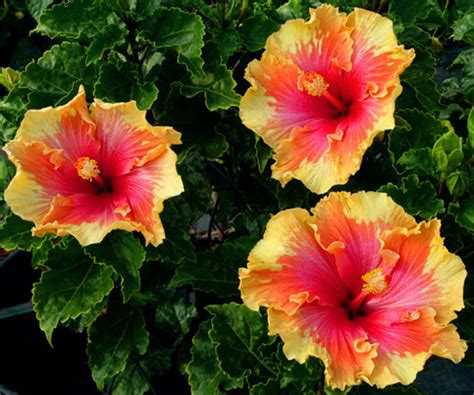 The Different Varieties Of Hibiscus Garden Lovers Club