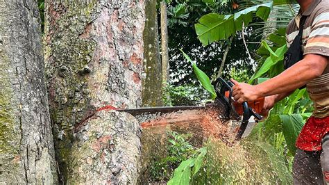 Modal Yakin Akhirnya Operator Chainsaw Berhasil Melumpuhkan Kayu