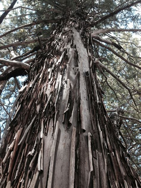 Free Images Tree Forest Branch Winter Wood Flower Trunk Spring