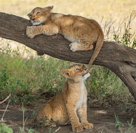 Playful Little Lion Cubs : r/hardcoreaww