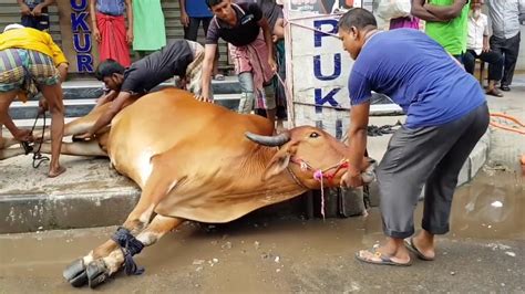 Nepali Big Ox Cow Qurbani 2018 Qurbani Bangladesh Official YouTube