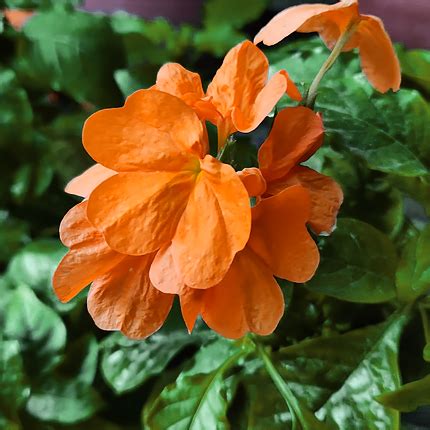 Кроссандра: виды, выращивание и уход - Flowers.ua