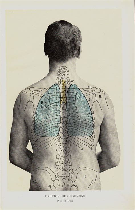 1907 Anatomy Original Antique Print. Lungs Position Chart | Etsy UK | Lungs art, Antique prints ...