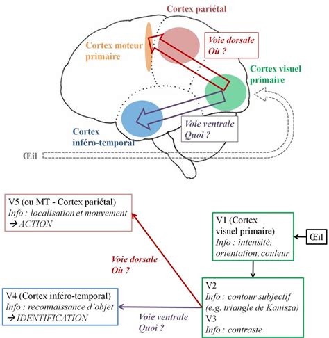 Figure C 1 Les Voies Visuelles Dorsale Et Ventrale Et Les