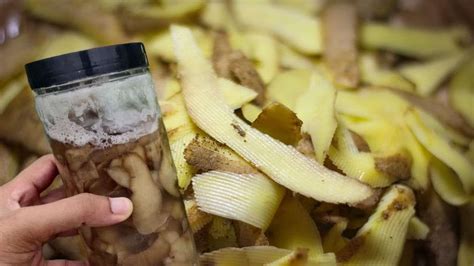 Tremper Des Pelures De Pommes De Terre Dans Un Bocal Rempli D Eau