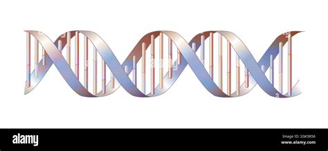 Estructura De Doble H Lice De Adn Con Adenina Timina Citosina