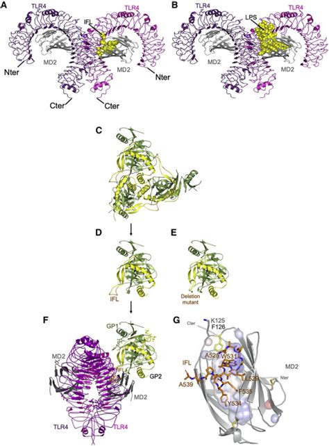 Activation Of Toll Like Receptor 4 By Ebola Virus Shed Glycoprotein Is