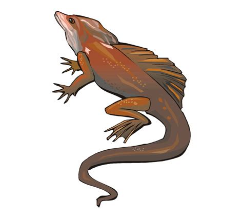 Free Salamander Clipart Black And White, Download Free Salamander ...