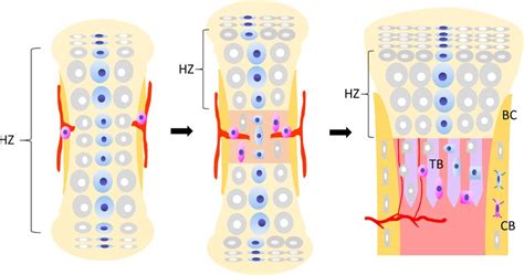 Fate Of Growth Plate Hypertrophic Chondrocytes Death Or Lineage