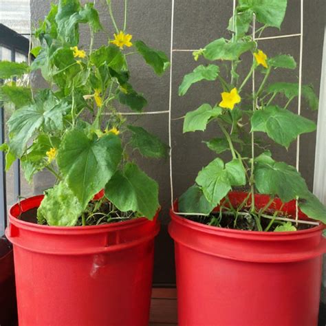 Your Guide To Growing Luscious Cucumbers In Gallon Buckets