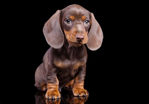 What Are Chocolate Dachshunds? The Ultimate Guide