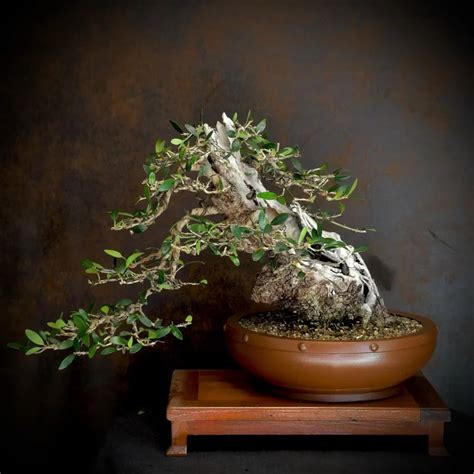 Dwarf Olive Bonsai: Cultivating the Miniature Mediterranean