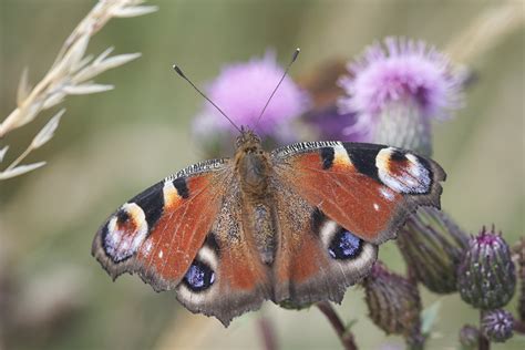 Paon Du Jour Aglais Io Parc De La Deûle à Santes Cyclopkilouch