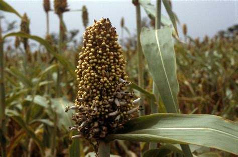 Sorghum Disease Symptoms And Control Agriculture Wale