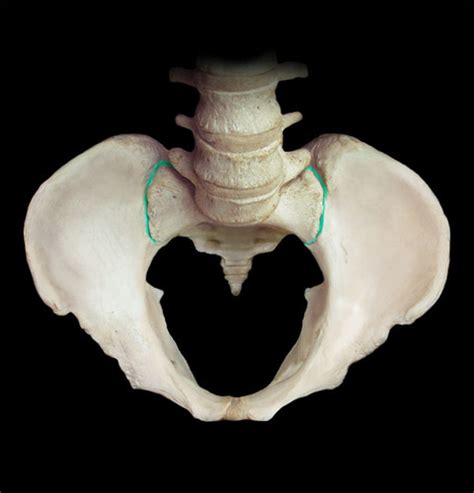 Female Pelvis Flashcards Quizlet